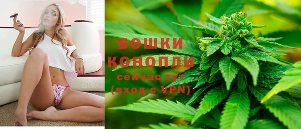 сатива Беломорск